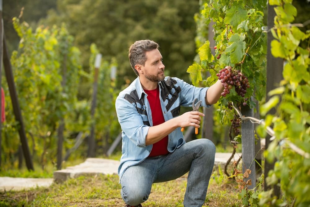 ブドウを採取する男性