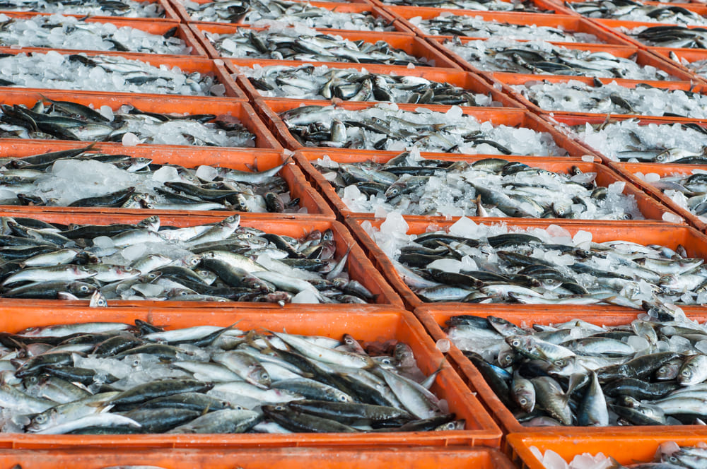 大量につまれたお魚