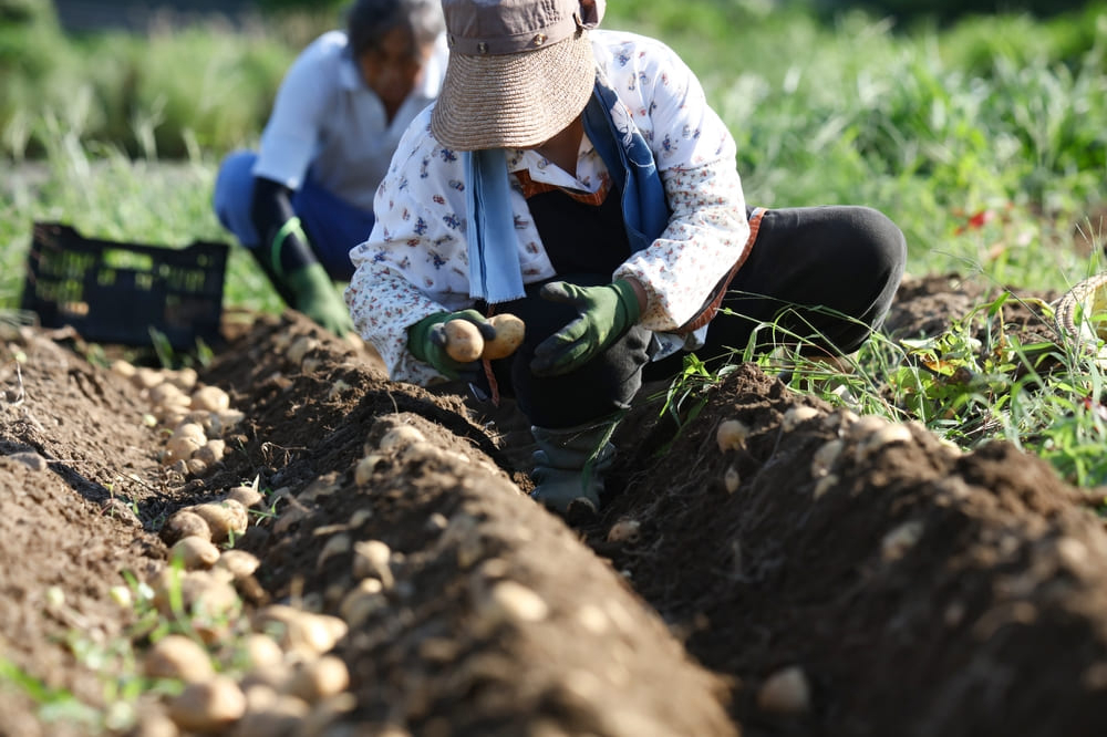 ジャガイモ畑で働く女性
