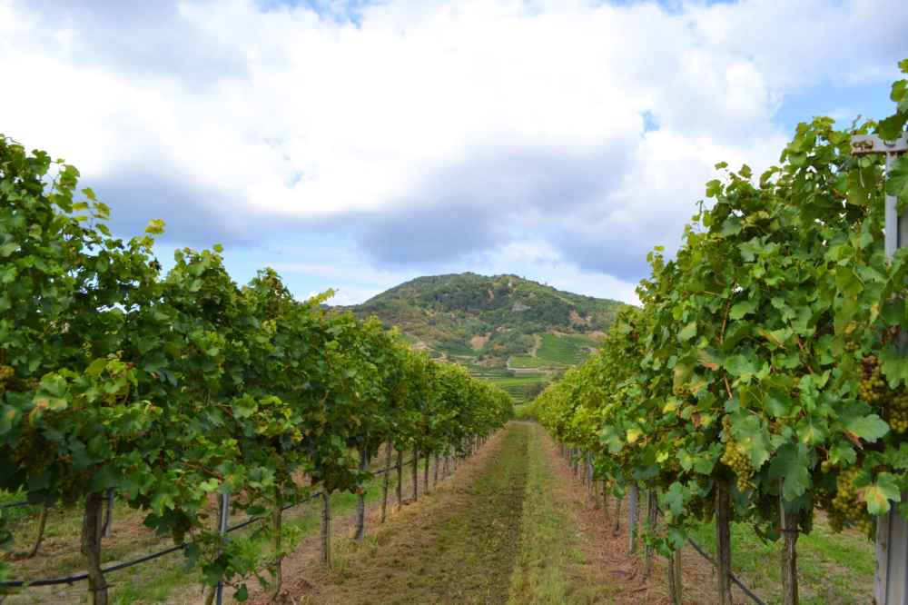 ワイナリーのブドウ畑